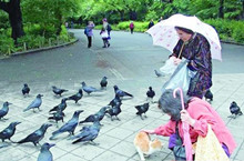 为什么日本乌鸦很多？乌鸦为何被日本人看作吉祥鸟