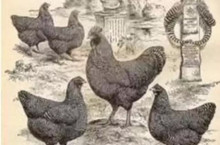 揭秘：鸡肉如何征服世界？罗马规定每餐吃一只鸡！