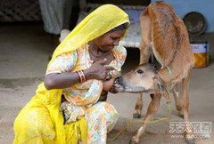 印度奇特的牛文化：人和牛竟可以结婚 人喝牛尿