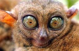 眼睛最大的猴是什么猴？眼镜猴的眼睛有多大