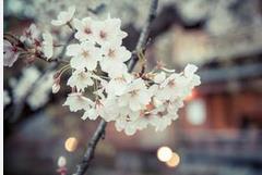 日本人为何如此喜欢樱花？日本人喜欢樱花的原因
