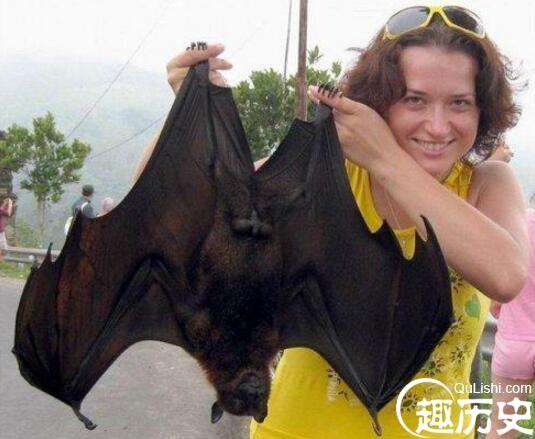 关于蝙蝠的世界之最，世界上最大的蝙蝠既然长1.8米
