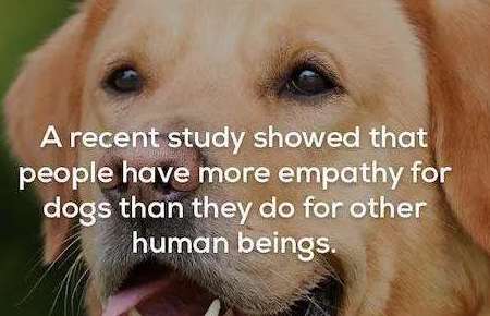 人对狗的同理心竟比对其他人还多，这些真相你知道吗？