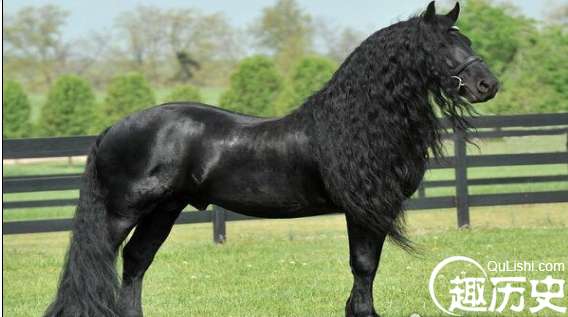 坐拥后宫佳丽1.25万的马，世界上帅的种马