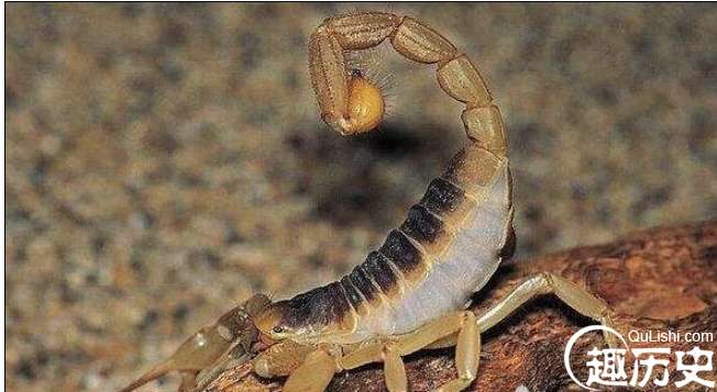 世界上最毒的蝎子，巴勒斯坦毒蝎蜇你一下就得毙命
