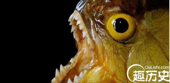 世界上最凶的鱼：南美吃人鱼