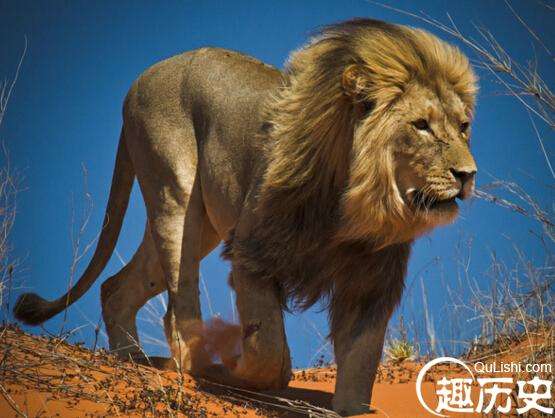 世界上最大的狮子，开普狮体型如同大象体重重达420公斤