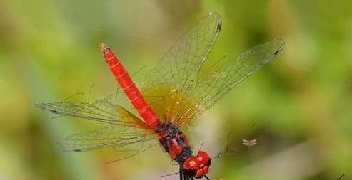 世界上最小的蜻蜓——身长只有10毫米