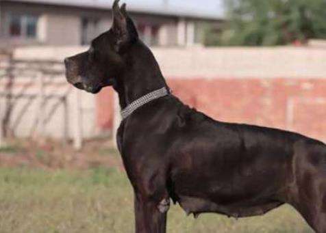 世界上寿命最短的狗，大丹犬的寿命只有6-8年