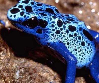 世界上最毒的青蛙——钴蓝箭毒蛙，毒死15000人