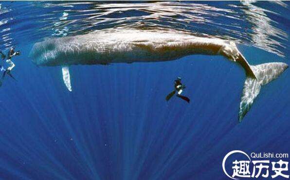 你知道世界上最大的鲸鱼是哪个吗？让我们看看究竟有多大呢？