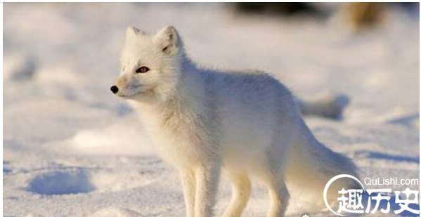 世界上最漂亮的狐狸，北极狐
