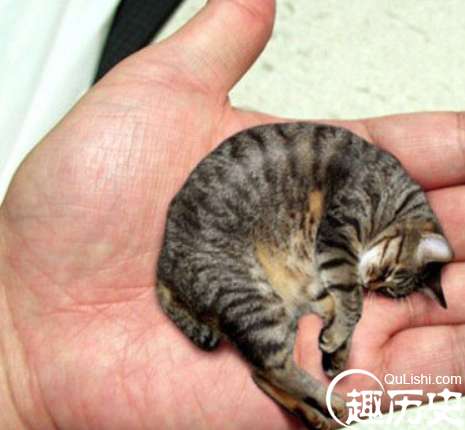 世界上最小的猫皮堡斯 ，茶杯可以当它的窝