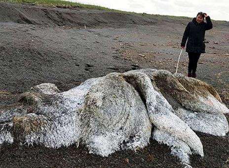 俄海岸现神秘物种是怎么回事？网友推测可能是猛犸象