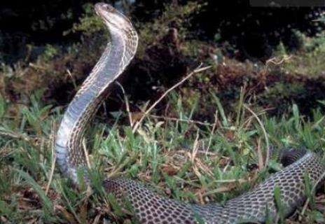 世界上最毒的蛇，内陆太攀蛇的毒性是响尾蛇的三百倍