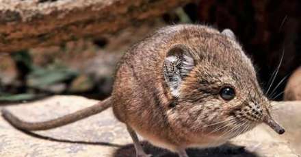 世界上最小的哺乳动物 体重仅2克重