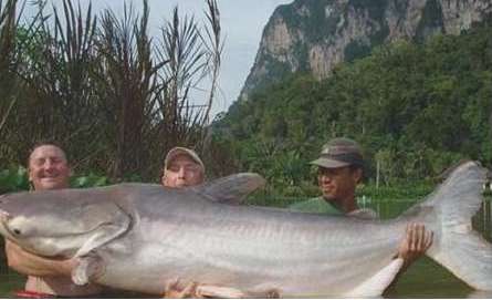 世界上最大的淡水鱼——湄公河巨鲶