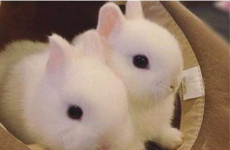 世界上最小的兔子——荷兰侏儒兔