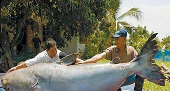 世界上最大的淡水鱼种——湄公河巨魾3米