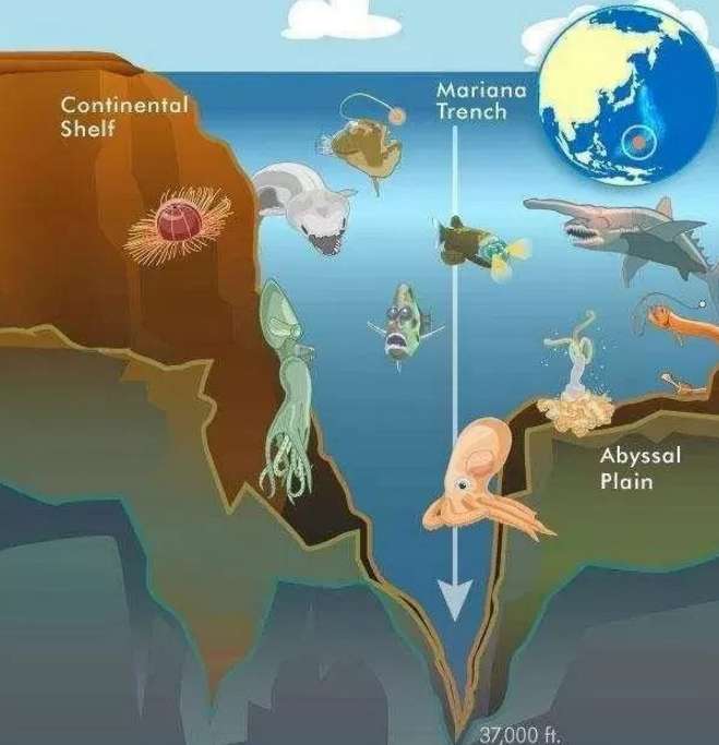 大海可以有多深 为什么人类下潜最深世界纪录只能113米