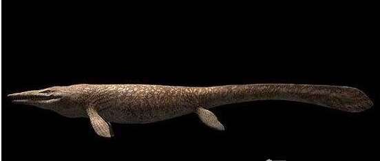 世界上最早的鲸鱼,古蜥鲸竟是从树上跑下来的