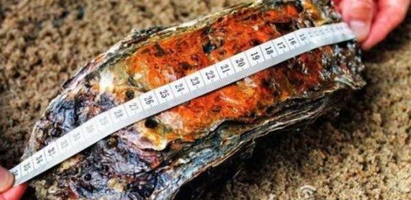 这个巨大的牡蛎发现时仍存活着？这有可能是世界上迄今发现最大的牡蛎！
