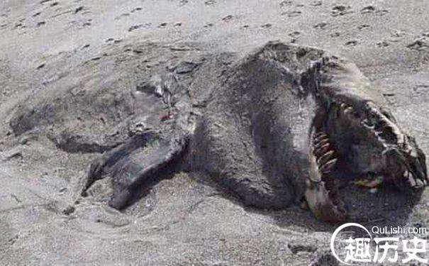 恐龙复活了?新西兰的普伦蒂湾海滩发现了一具腐烂动物的尸体