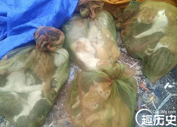 揭秘越南人视猫肉为美味，每个月都要吃一次
