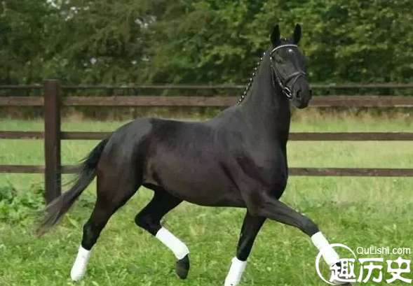 世界上跑的最快的马，纯血马速度能达到19米/秒