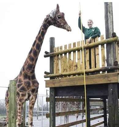 世界上最大最高的长颈鹿——高达6米，光棍一条