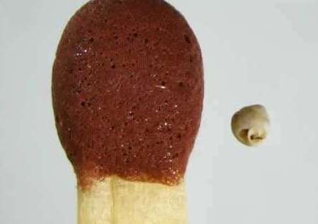 世界上最小的蜗牛——0.6mm，比针眼还小