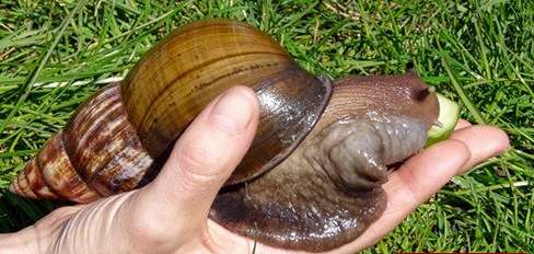 世界上最大的蜗牛 饥饿时甚至能啃食和消化水泥