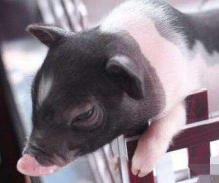 世界上最小的猪，微型猪体重不超过十斤