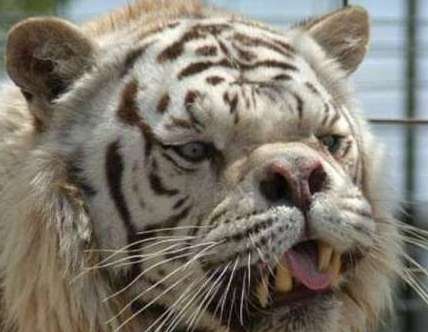 世界上最丑的老虎——孟加拉虎变白虎，近亲繁殖的悲剧