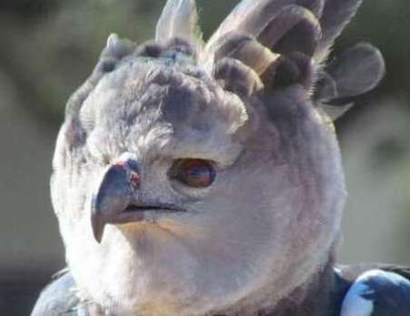 世界上最凶猛的鸟禽——角雕