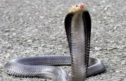 世界上最毒的蛇盘点 帝皇眼镜蛇王仅排名第九