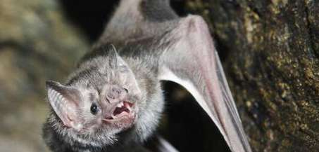 吸血蝙蝠——世界上最为恐怖的蝙蝠之一 并且是真的吸血