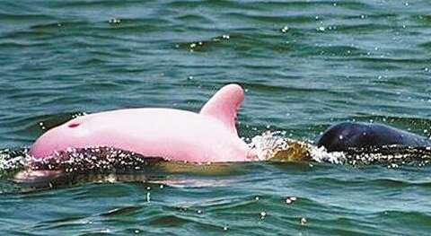 世界上最美的海豚——粉红瓶鼻海豚
