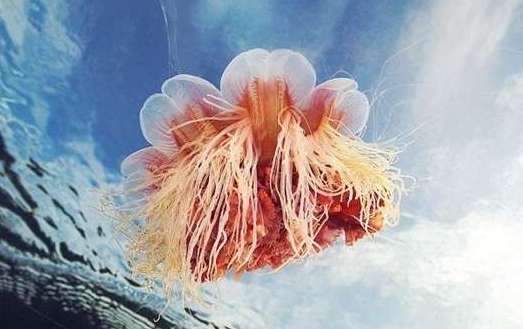 世界上最大的水母——北极霞水母