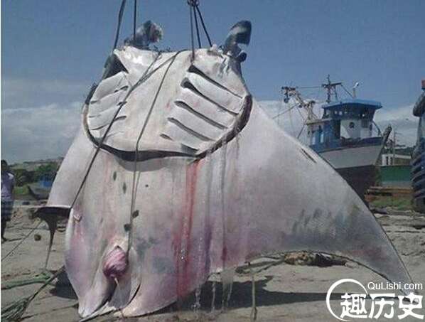 世界上最大的淡水鱼 巨型黄貂鱼