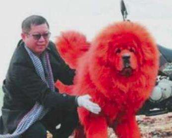 世界上最贵的狗，纯红藏獒身价高达1580多万