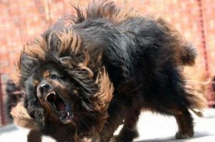 世界上最凶猛的狗排行 意大利护卫犬排行第七