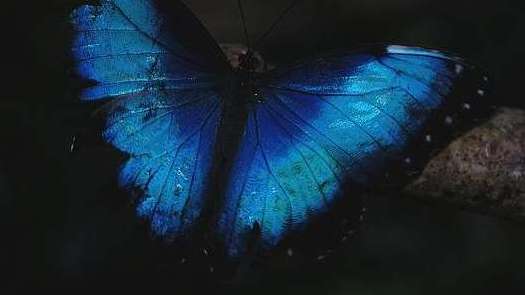 世界上最大的蝴蝶——蓝默蝶