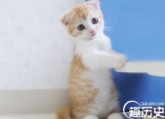 最萌的猫_中国最萌猫咪蹿红 融化人心的喵星生物