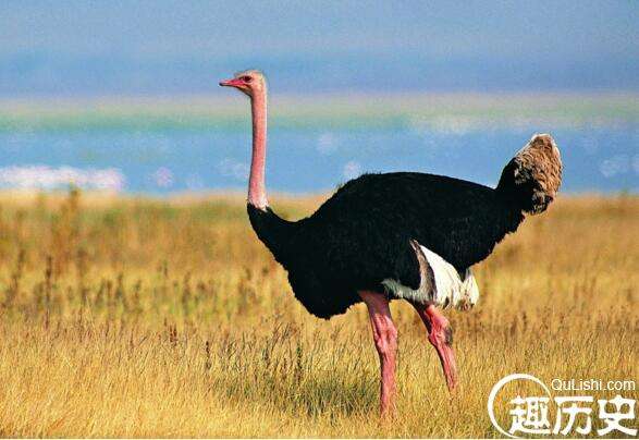 世界上最大的鸟，非洲鸵鸟高达2.74米(鸟类的世界之最)