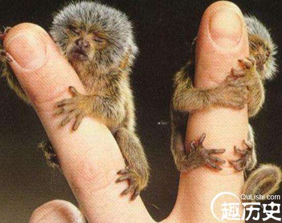 在南美洲的热带雨林里，生活着一种世界上最小的猴子！