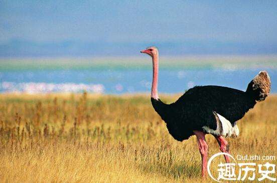 重达155公斤，这才是世界上最大的鸟，北非鸵鸟（重达155公斤）