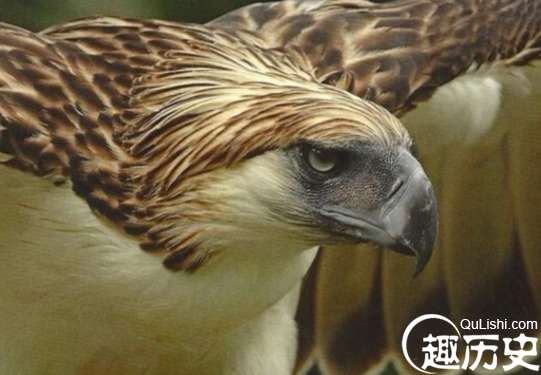 世界上最大的鹰，菲律宾鹰
