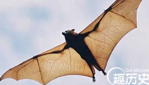 世界上最大的蝙蝠，翼展起八米，喜欢洗澡
