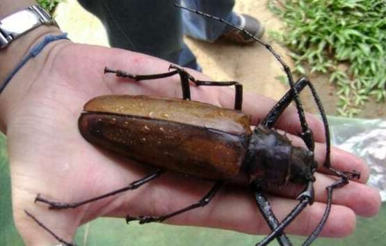 世界上最大的甲虫 除了体型大之外，咬合力也相当惊人